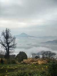 雲瀰漫茶山，安徽小眾景點休寧金龍山雲上茶園裡度假酒店