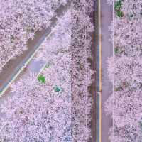 長沙｜櫻花大道·晚安文化公園
