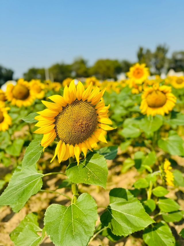 紫谷伊甸園拍照遛娃好去處