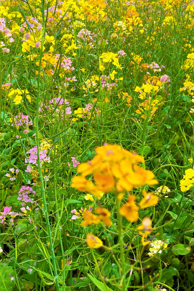 小眾可自駕的海島花田：宁波花岙島芸苔農業公園油菜花海賞花攻略