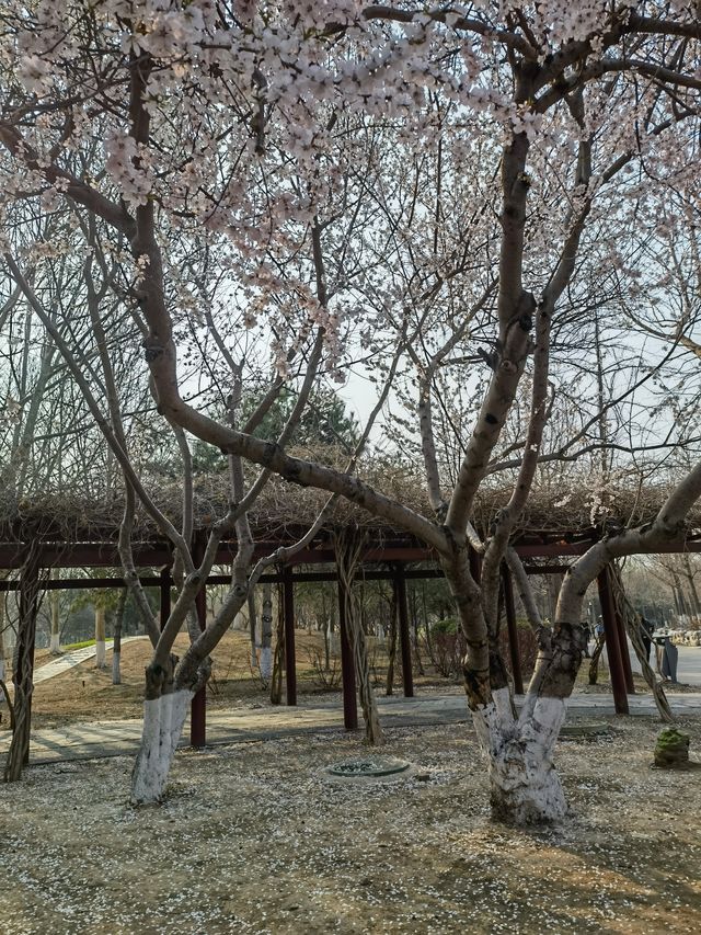 賞花探綠與雁同行，就在南海子公園