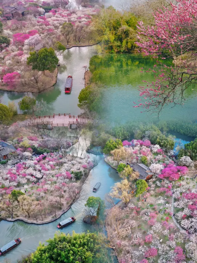 Hangzhou | Plum Blossom Viewing Guide at Xixi Wetland