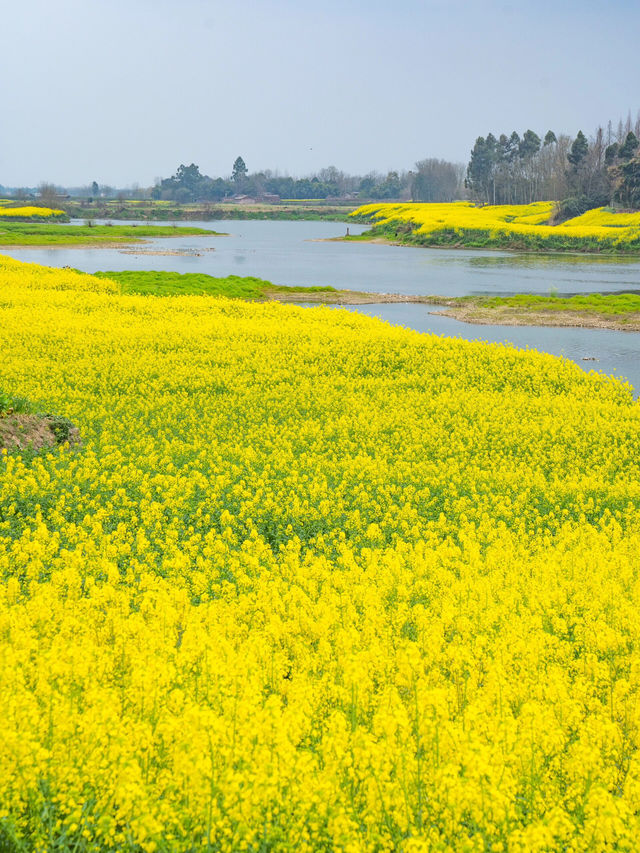 成都“小江南” | 邛崃兩河村千畝油菜花田