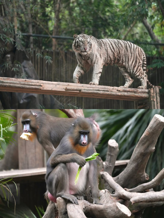 逛完一天的野生動物園後，不必走回頭路