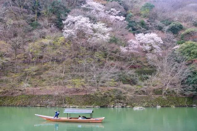 2024 Kyoto Cherry Blossom Viewing Trip March 26-31 Waiting for the Cherry Blossoms at Arashiyama