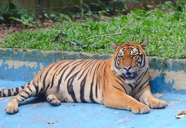 馬來遛娃好去處——新山動物園