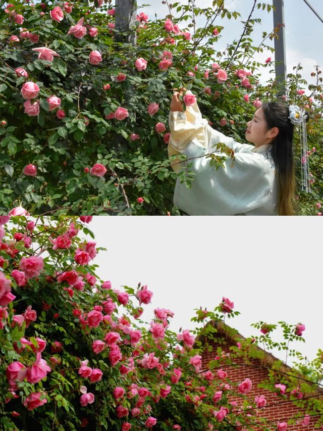 玫瑰花溪谷|親子遊玩的莫奈花園