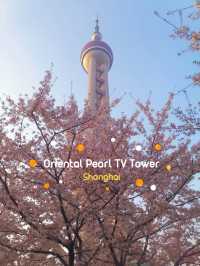 มาชมซากุระกันที่ Oriental Pearl TV Tower