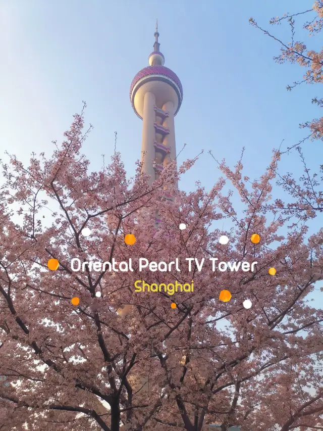 มาชมซากุระกันที่ Oriental Pearl TV Tower