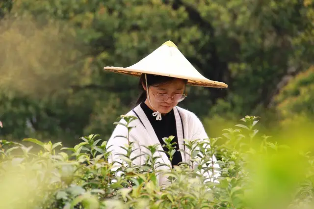 龍井村徒步採茶團建