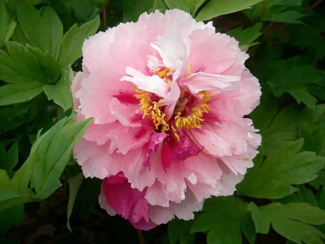 洛陽「網紅」牡丹合集來了!看哪朵戳中你的「心巴」? 洛陽「網紅」牡丹合集來了!看哪朵戳中你的「心巴」?