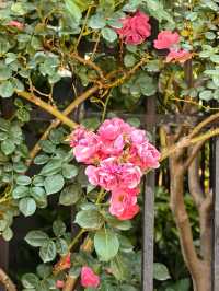 玫瑰花開夏日來