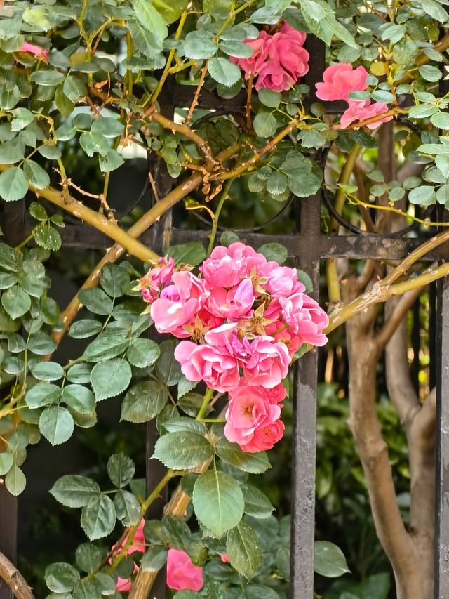 玫瑰花開夏日來