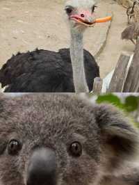 哈爾濱北方動物園，暑假溜娃好去處
