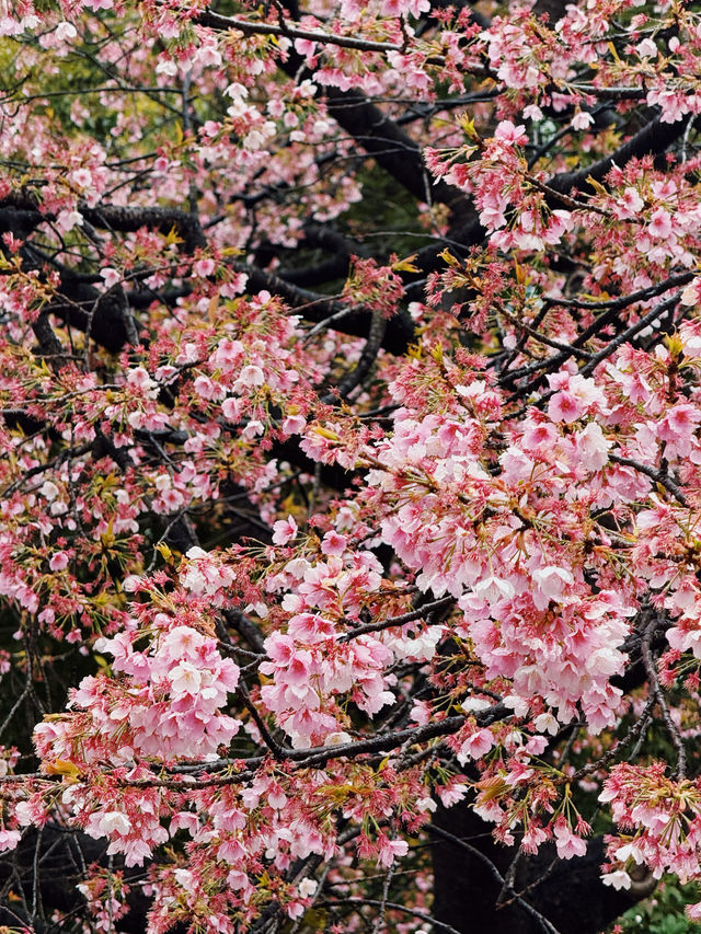 東京｜玩轉上野！必逛恩賜公園 ！