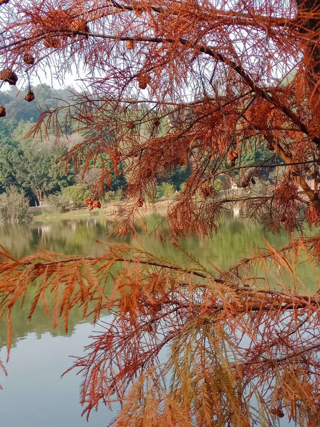 深秋的大夫山森林公園，焦糖色的落羽杉宛如油畫般