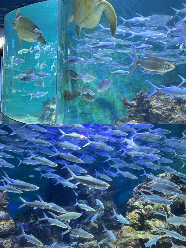 長沙海底世界。