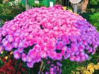 開封古城牆賞菊，一步一景美如畫。。