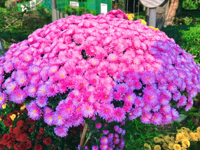 開封古城牆賞菊，一步一景美如畫。。