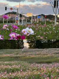 東錢湖花海，我們的後花園！。