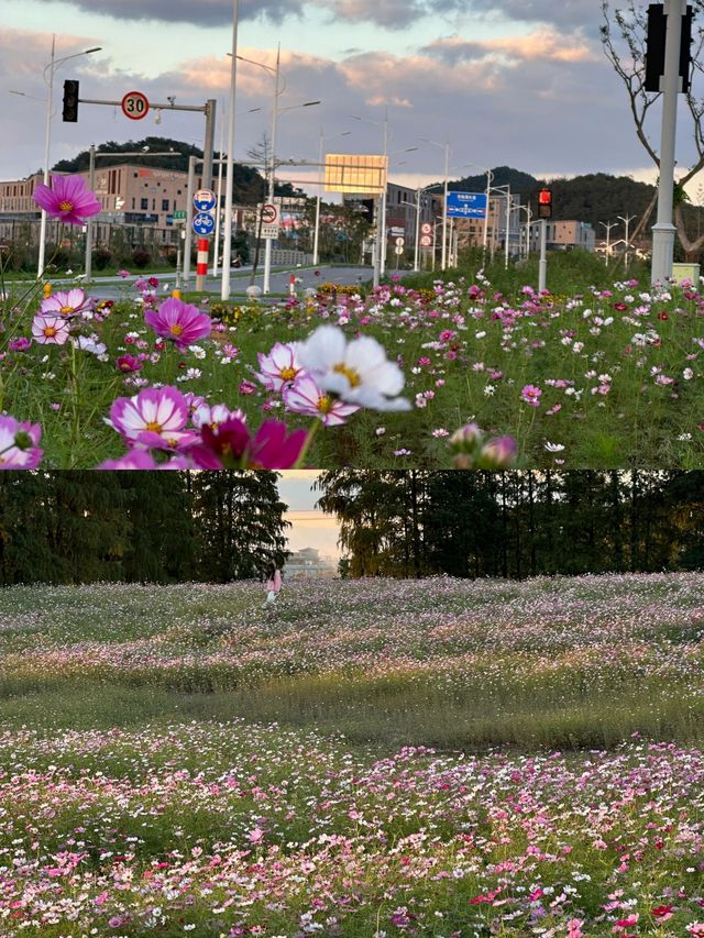 東錢湖花海，我們的後花園！。