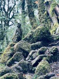 再探神秘哀牢山——。
