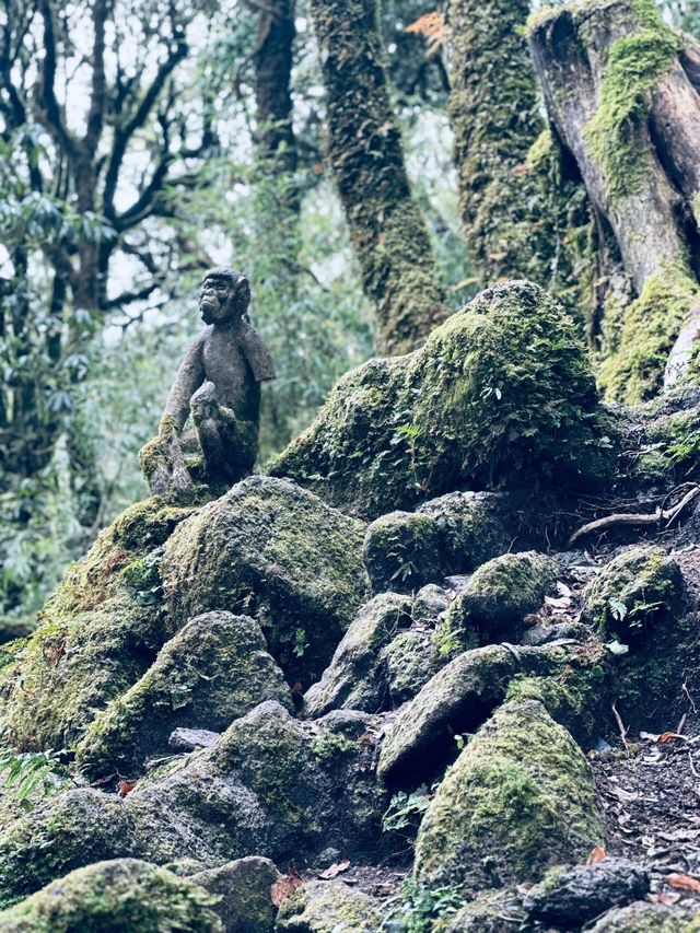 再探神秘哀牢山——。