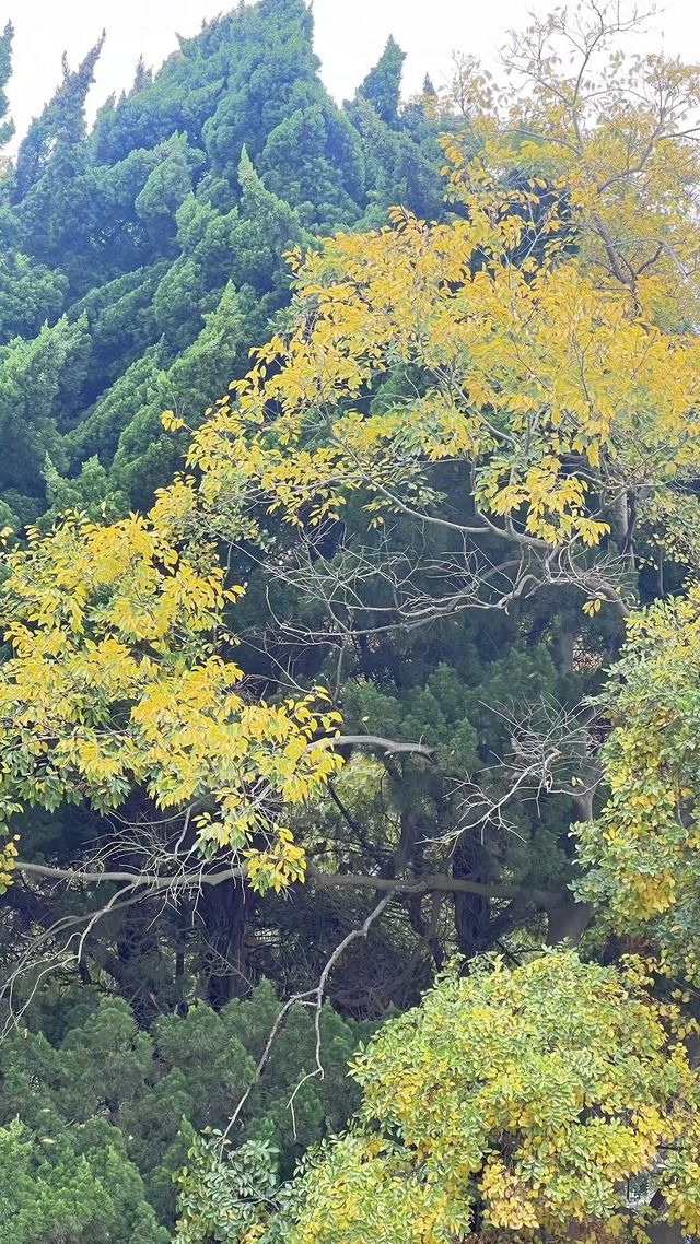 今天給大家推薦青島的唐島灣公園呀。