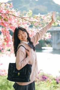 11月26日實拍！廣州從化這棵異木棉美到封神！。