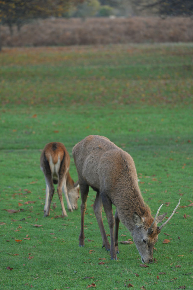 倫敦周邊遊 Bushy Park 有鹿精靈。