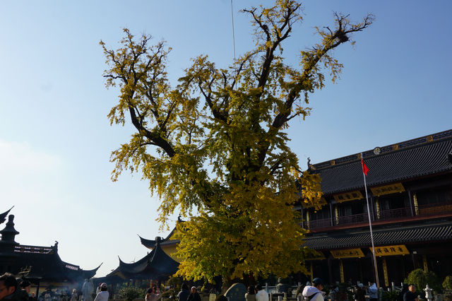 上海已進入最佳觀賞期|報國寺古銀杏 上海已進入最佳觀賞期|報國寺古銀杏
