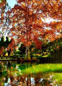 深秋的武漢解放公園——紅得發紫