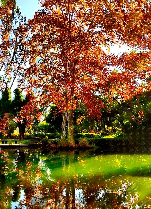 深秋的武漢解放公園——紅得發紫