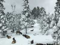 雪景點綴的科羅拉多大峽谷感覺更棒