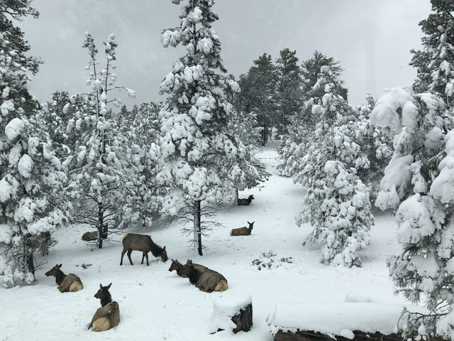 雪景點綴的科羅拉多大峽谷感覺更棒