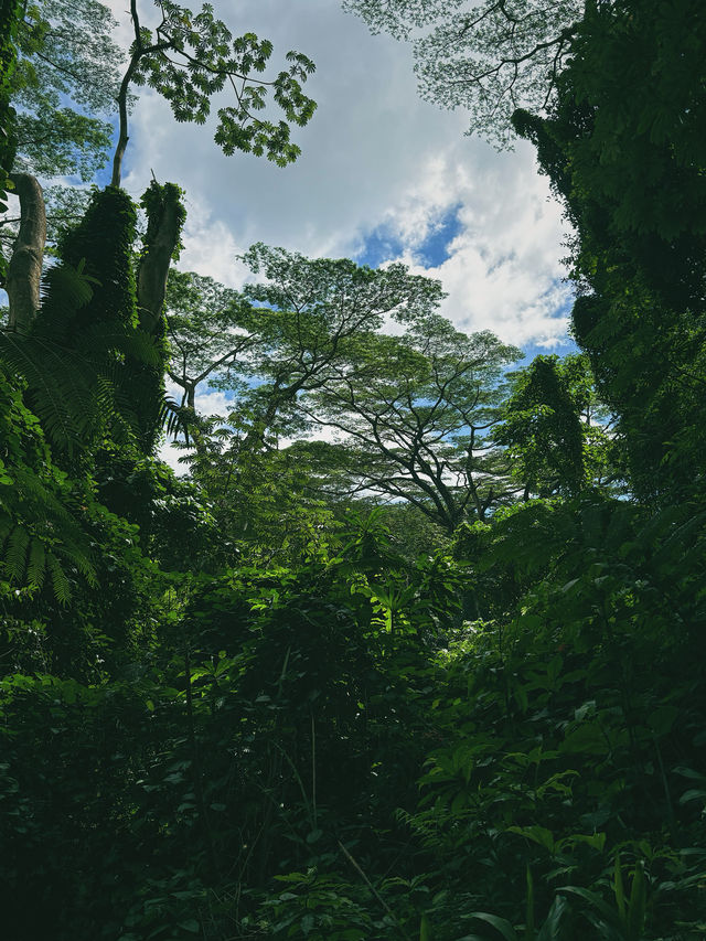 歡迎來到熱帶雨林！小眾旅行地 Manoa 瀑布！