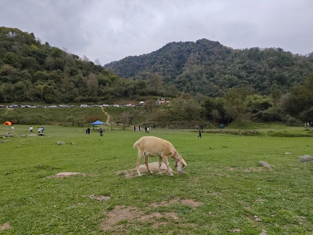 藏在秦嶺深處的天然牧場