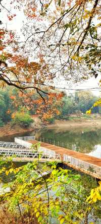 解鎖斜溪村紅樹林，感受自然的原始魅力