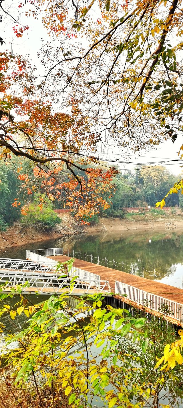 解鎖斜溪村紅樹林，感受自然的原始魅力