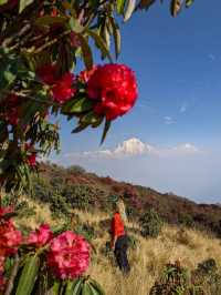 3月尼泊爾徒步！灑紅節狂歡遇上高山杜鵑