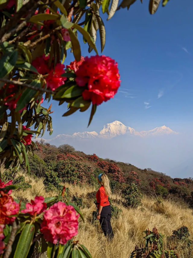 3月尼泊爾徒步！灑紅節狂歡遇上高山杜鵑