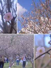深圳地鐵直達梅花園，梅花盛開攻略