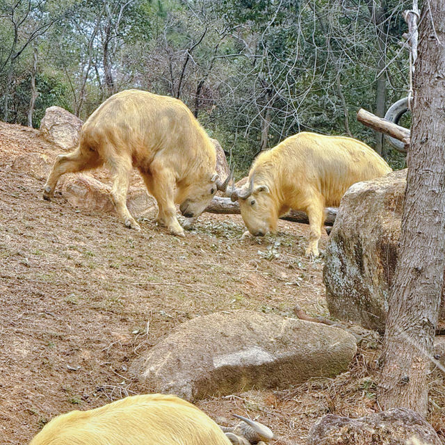 "你絕對沒想到，清遠長隆動物園竟然藏着這些秘密！"