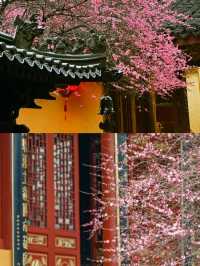 尋梅還得來鐵佛寺，一花一禪心！