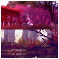 視覺與嗅覺的雙重盛宴--武漢沙湖公園梅花迎春