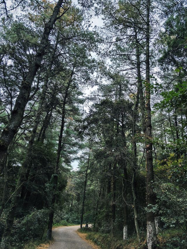 昆明不用花錢的暮光森林🟢一年可以來N次
