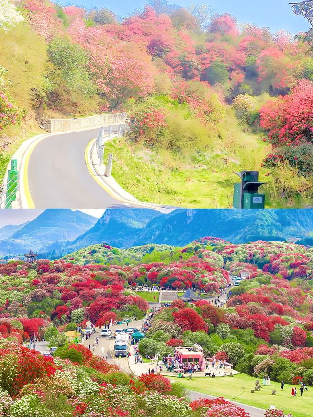 百里杜鵑風景區超全旅遊攻略來啦