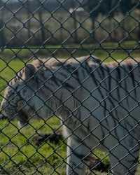 伍斯特周邊必衝！西密德蘭茲野生動物園保姆級攻略真實體驗
