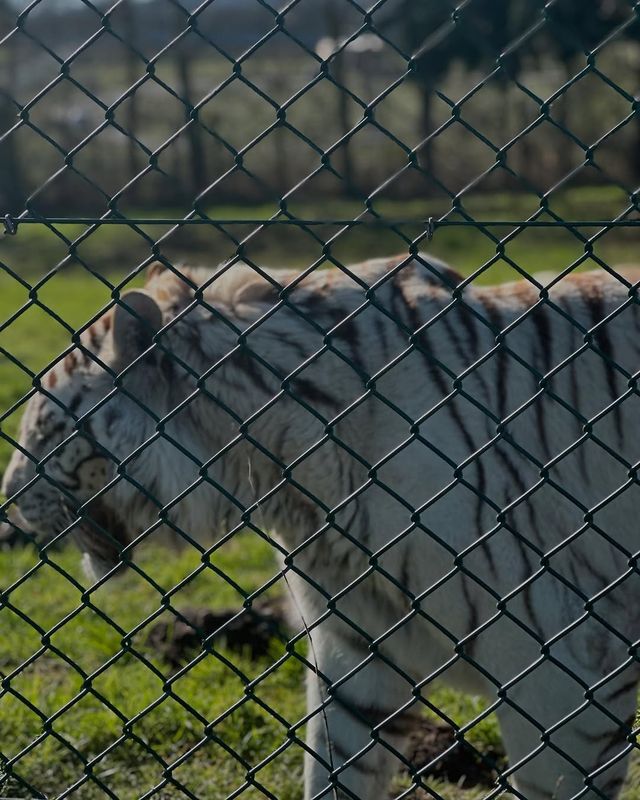 伍斯特周邊必衝！西密德蘭茲野生動物園保姆級攻略真實體驗
