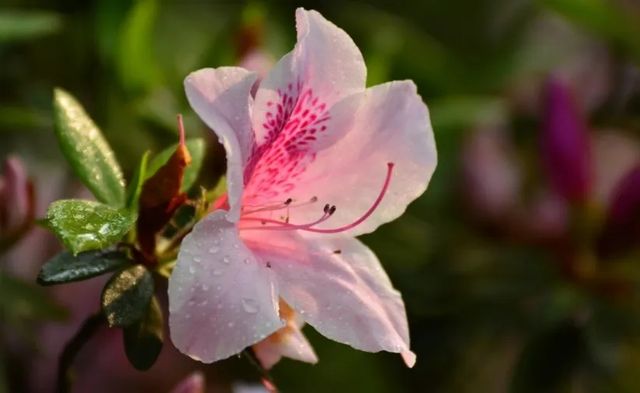 達州春天賞花季